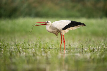 White Stork (Ciconia ciconia). Bird catching a frog mid-strike with long red bill extended. Flooded meadow thick with greenery. Action and prey interaction create a compelling wildlife moment.