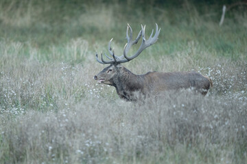 Red Deer (Cervus elaphus). Deer Roars Loudly during Rut in Meadow. Wildflower-dotted field offers soft vegetation. Majestic antlers and open mouth signal seasonal drama.