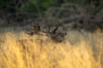 Red Deer (Cervus elaphus). Deer Roaring with Head Tilted Back. Dry grassland with blurred forest...