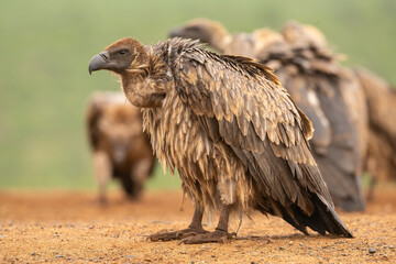 Cape Vulture (Gyps coprotheres). Vulture Stands Alone on Sandy Ground. Resting among a scattered...