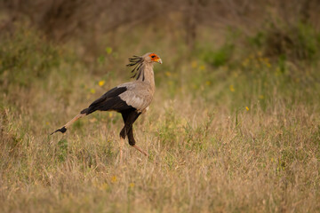 Secretarybird (Sagittarius serpentarius). Secretarybird Strides through Dry Grassland. Open savannah with scattered wildflowers. Striking crest and bold step create a charismatic presence.