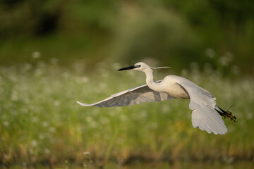 Little Egret (Egretta garzetta). Heron Glides Gracefully over Shallow Wetlands. Flower-speckled marshland surrounds its flight path. Delicate feathers and trailing plumes enhance its elegance.