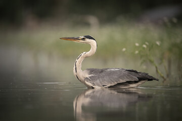 Grey Heron (Ardea cinerea). Bird standing calmly in still shallow water with neck extended. Wetland bordered with soft greens. Peaceful posture reflected beautifully in the water’s mirror surface