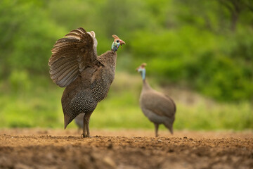 Helmeted Guineafowl (Numida meleagris). Bird stretching wings in display posture with feathers puffed. Open clearing with green shrubs. Dominant stance creates theatrical moment in natural arena.