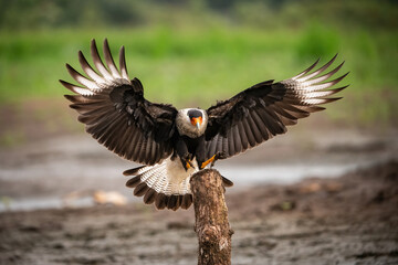 Southern Crested Caracara (Caracara plancus). Falcon family landing with spread wings. Wetland edge...