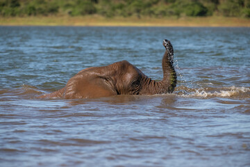 African bush elephant (Loxodonta africana). Elephant bathing joyfully with trunk raised and water...