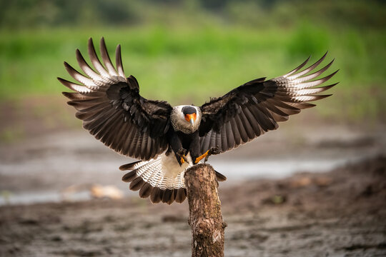 Southern Crested Caracara (Caracara plancus). Falcon family landing with spread wings. Wetland edge with blurred background. Powerful pose and sharp symmetry create a commanding visual.