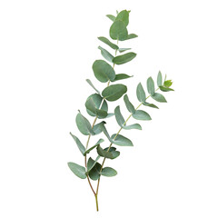 Fresh eucalyptus sprig isolated on transparent background