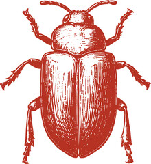 Beautiful Classic Hand Drawing Beetle