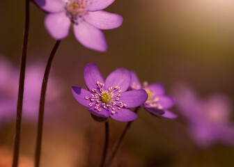 Fioletowe kwiaty Przylaszczki pospolitej w lesie. © mycatherina