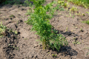 The dill plant grows in the garden garden during the summer day.