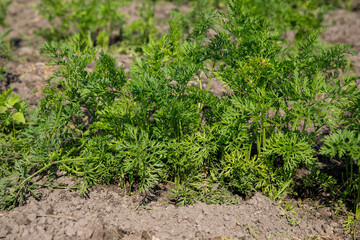 The dill plant grows in the garden garden during the summer day.