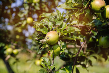 Ripe apples on a tree in summer.
