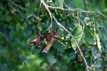Dry leaves on an apple tree in summer. Diseases of fruit trees.