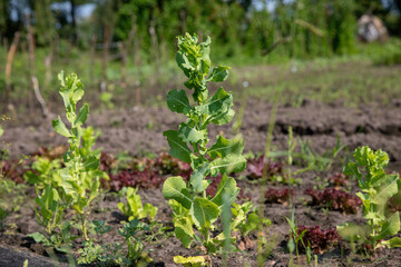 A green lettuce plant blooming in the garden in summer.