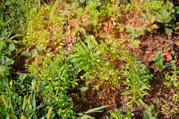 Strawberries are heavily overgrown with weeds in the garden in summer.