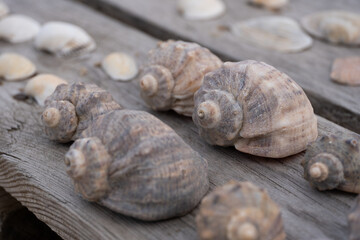 Close up of large seashells on wooden surface