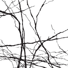 Branch silhouette on a white background.
