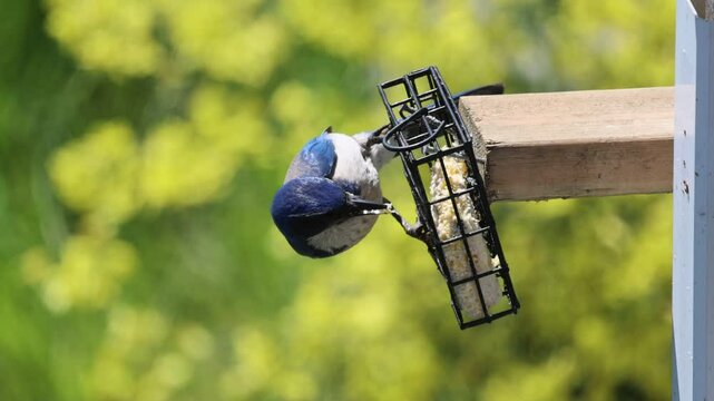 Scrub Jay or California Jay Feeding At a Bird Feeder