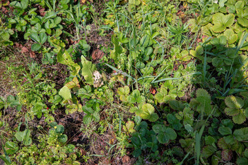 Strawberries overgrown with weeds in the garden in summer.