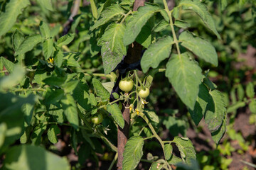 Small green fruits and inflorescences of tomatoes in summer.