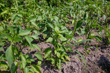 Plant a sweet pepper seedling in the summer in the garden.