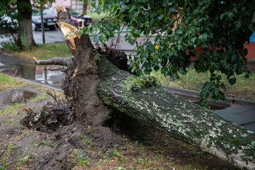 The tree is uprooted during a strong wind storm in summer.