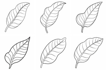 Fototapeta premium Banana Leaf Outline Coloring Page Line Art Drawing