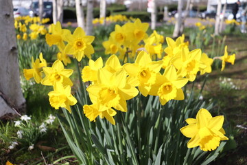 A bunch of vibrant yellow daffodils growing among the trees