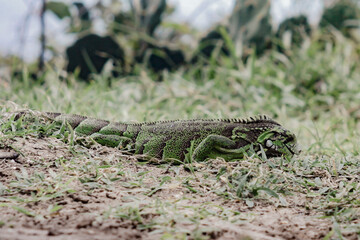 lizard in the grass