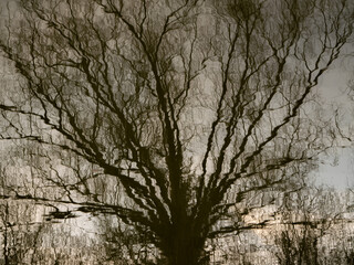 Reflection of a leafless tree on the surface of calm water, creating a natural abstract pattern. The distorted silhouette evokes a sense of tranquility and artistic impression, blending nature with vi