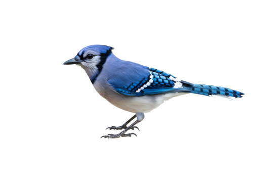 Blue Jay on high quality transparent background png