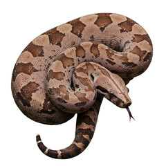 Obraz premium Boa Constrictor on high quality transparent background png