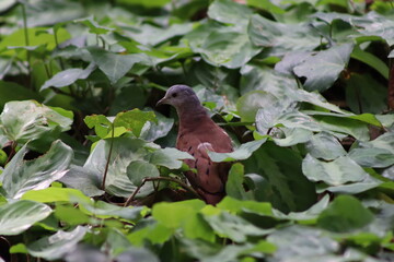 Ruddy Ground Dove