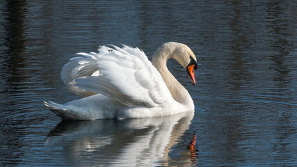 Fototapeta premium swan on the lake