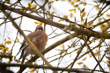 Aufnahme eines Singvogels, dem Eichelhähers in einem Weidenbaum.