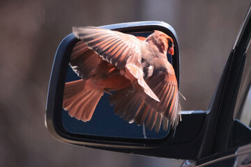 Cardinal male attacing his refelection in a car mirror, mistakhing his reflection for another male