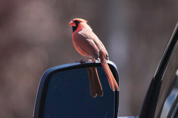 Cardinal male attacing his refelection in a car mirror, mistakhing his reflection for another male