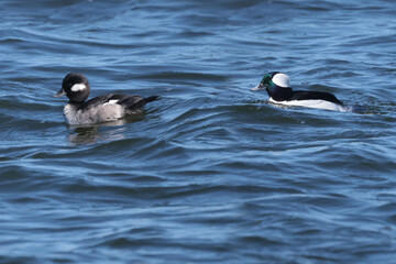 Bufflehead duck courtship in spring
