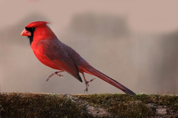 Cardinal male on branch