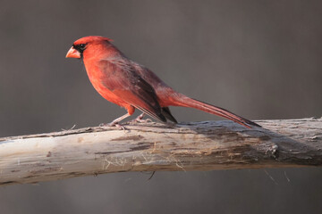Cardinal male on branch