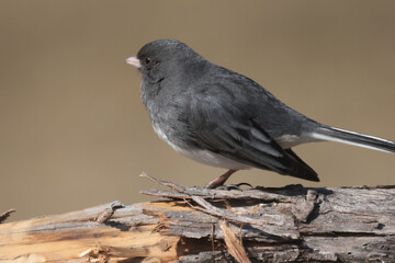Male Junco in spring
