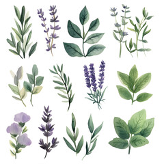 Watercolor Herbs and Lavender Sprigs Collection on Transparent Background