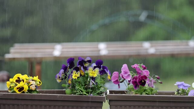 Rain Falling on Beautiful Annual Flowers