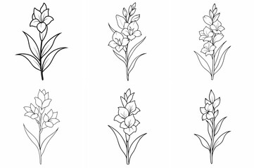Gladiolus Flower Plant Outline Coloring Page - Line Art Drawing Set on White Background