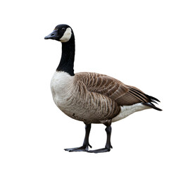 Obraz premium Canada Goose on high quality transparent background png