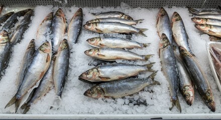 Obraz premium American Shad and Ice Supermarket Display - Fresh American shad on ice, showcasing abundance, freshness, healthy eating, and market quality. The image symbolizes a seafood market, healthy diet