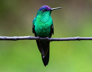 beautiful and bright hummingbird
