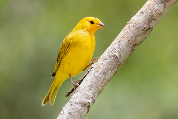 canary