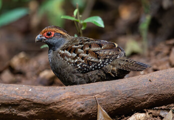 quail on the ground